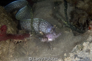Moray helping us clean out the lionfish in the Caribbean by Larry Polster 